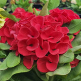 Red Crown of Thorns Live Plant, Potted Cactus Plant, 4 Inch Pot