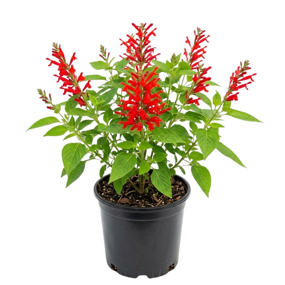 2 Pineapple Live Salvia Sage Plants, Flower Plant, 4-6 Inch Tall