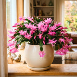 Pink Holiday Cactus Live Plant, Live Houseplant, 4-7 Inch Tall, 4 Inch Pot