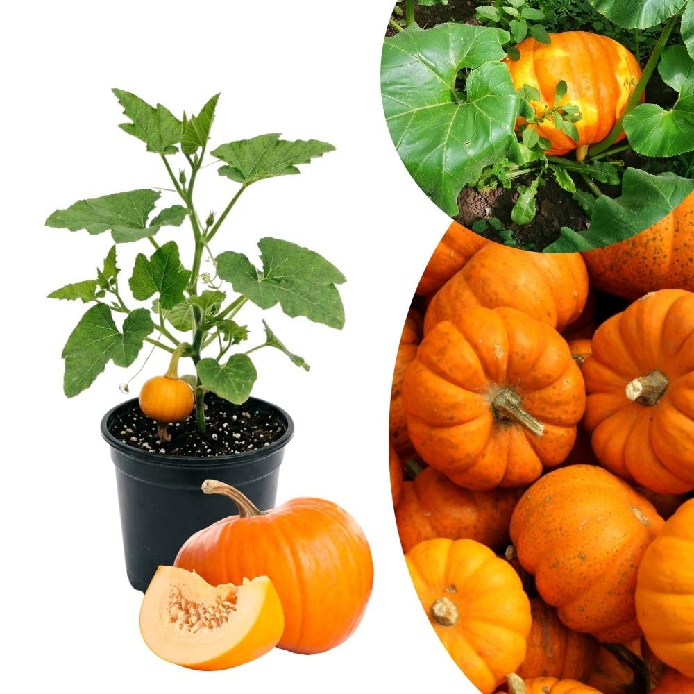 Live Pumpkin Plant, Pumpkin Plant Live 4-7" Tall