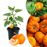 Live Pumpkin Plant, Pumpkin Plant Live 4-7" Tall