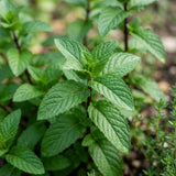 3 Peppermint Live Plants, Indoor Outdoor Herb Plant, 4-7 Inch Tall