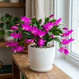 Holiday Cactus Live Plant, Potted Houseplant, 4-7 Inch Tall, 4 Inch Pot