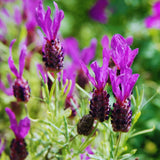 2 Spanish Lavender Live Plants, Hardy Perennial Flower Plant, 3-5 Inch Tall