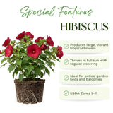 2 Red Hibiscus Bushes Live Plants, Flower Bush, 7-9 Inch Tall
