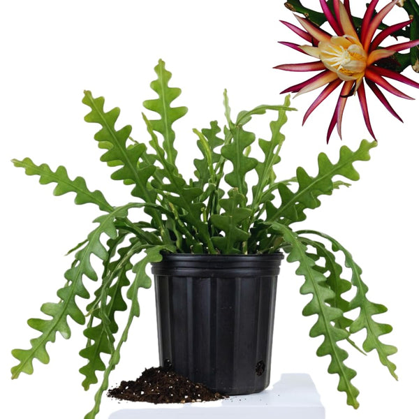 Pink Fishbone Cactus Live Plant, Epiphyllum Live Succulent, 2 Inch Pot