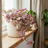 Pink Wandering Jew Plant Live, Desk Shelf Plant, 3-5 Inch Tall, 3 Inch Pot