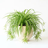 Variegated Spider Plant Live, Trailing Indoor Houseplant, 4-6 Inch Tall