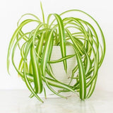 Variegated Live Spider Plant, Trailing Indoor Houseplant, 4-6 Inch Tall