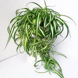 Live Variegated Curly Spider Plant