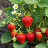 2 Red Strawberry Live Plants, Berry Fruit Plant, 3-5 Inch Tall, 3 Inch Pot