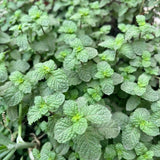 Mojito Mint Live Plant, 3–5 Inch Tall