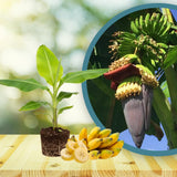 Mysore Banana Plant Live, Sweet Fruit Banana Tree 4-7 Inch Tall