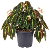 Begonia Live Plant, Foliage Plant, 4-6 Inch Tall, 4 Inch Pot