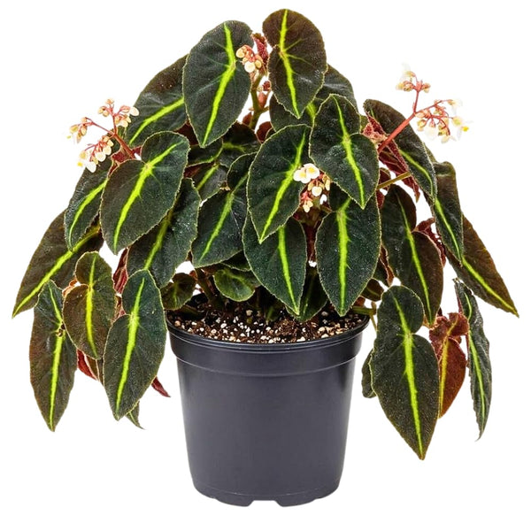 Begonia Live Plant, Foliage Plant, 4-6 Inch Tall, 4 Inch Pot