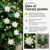 Arabian Jasmine Vine Live Plant, Flower Vine, 8-10 Inch Tall, 3.5 Inch Pot