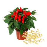 100 Red + Chili Pequin Pepper Seeds, Home Garden Plant