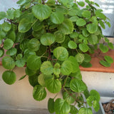 Green Live Swedish Ivy Plant, 3-5 Inch Tall, 2 Inch Pot