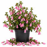 Pink Fuchsia Flower Plant Live, Vibrant Flower, 4-8 Inch Tall in 5 Inch Pot