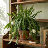 Fishbone Cactus Plant Live, Indoor Cactus Plant, 2 Inch Pot