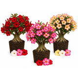 Random Desert Rose Live Plant 4-7 Inches, Colorful Adenium Obesum Succulent Plants for Indoor Outdoor, Hardy, Ready to Grow