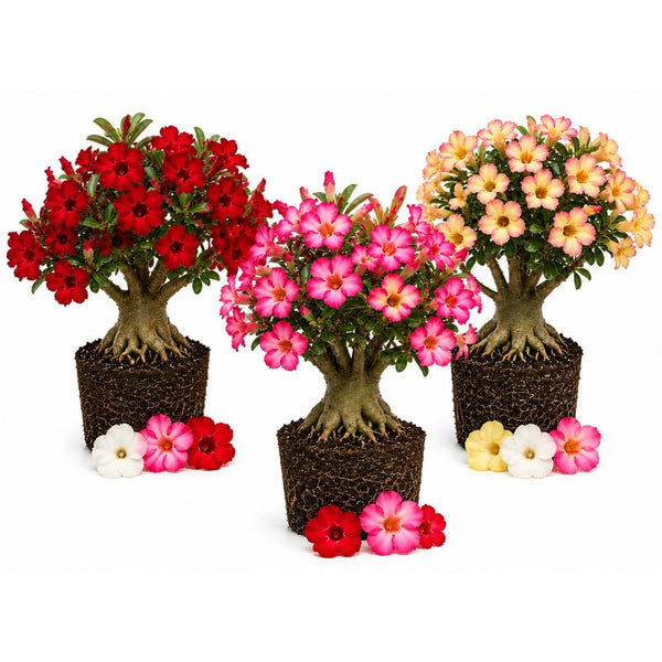 Desert Rose Live Plant 4-7 Inches, Colorful Adenium Obesum Succulent Plants for Indoor Outdoor, Hardy, Ready to Grow