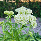 Set of 2 White Swamp Milkweed Live Plant 4-6" Tall