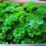 Parsley Herb Live Plants, Well-Rooted Herb Plant, 4-6 Inch Tall
