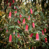 Red Fuchsia Flower Plant Live, Fuchsia Plant, 4-8 Inch Tall, 5 Inch Pot