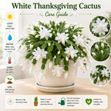 White Holiday Cactus Live Plant, Live Houseplant, 4-7 Inch Tall, 4 Inch Pot