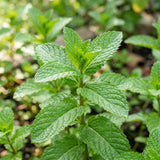 2 Spearmint Herb Live Plants, Mint Herb Plant, 3-7 Inch Tall