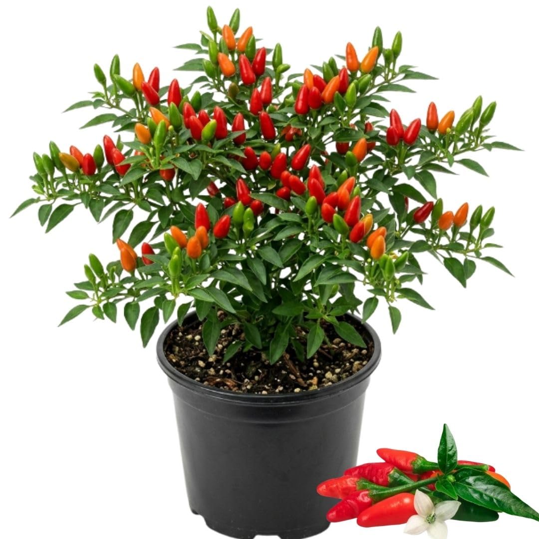 Red Chile Pequin Pepper Live Plant, Chili Plant, 4-7 Inch Tall, 4 Inch Pot