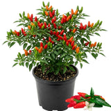 Red Chile Pequin Pepper Live Plant, Chili Plant, 4-7 Inch Tall, 4 Inch Pot