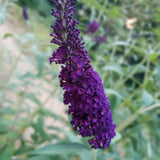 Live Black Purple Butterfly Bush Plant, 4-8 Inch Tall