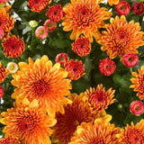 2 Orange Chrysanthemum Live Plants - 3-6 Inch Tall