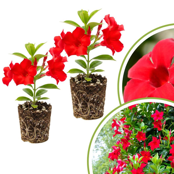 2 Red Live Mandevilla Plants, Indoor Outdoor Plant, 4-6 Inch Tall