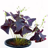 Purple Live Shamrock Oxalis Plant, Trailing Indoor Houseplant, 3.5 Inch Pot