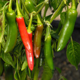 Green Serrano Pepper Plants Live, Seedling Plant, 4-7 Inch Tall, 4 Inch Pot