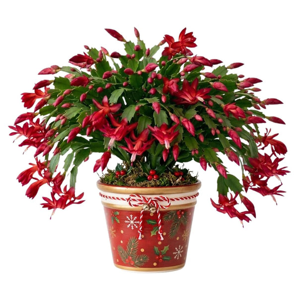 Red Christmas Cactus Live Plant, Home Decor Houseplant, 4-6 Inch Tall