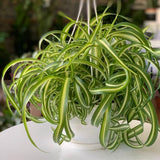 Curly Spider Plant, 4 Inch Pot Live Spider Plants