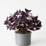 Purple Live Shamrock Oxalis Plant, Trailing Indoor Houseplant, 3.5 Inch Pot