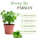 Parsley Live Plant, Garden Herb Plant, 4-7 Inch Tall, 4 Inch Pot
