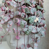 Variegated String of Hearts in 4 Inch Pot