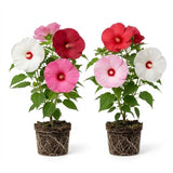 Set 2 Mix Hibiscus Plant Live