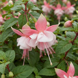 Light Pink Fuchsia Live Plant, Vibrant Plant, 4-8 Inch Tall in 5 Inch Pot