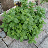 Mojito Mint Live Plant, 3–5 Inch Tall
