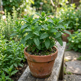 2 Spearmint Herb Live Plants, Mint Herb Plant, 3-7 Inch Tall