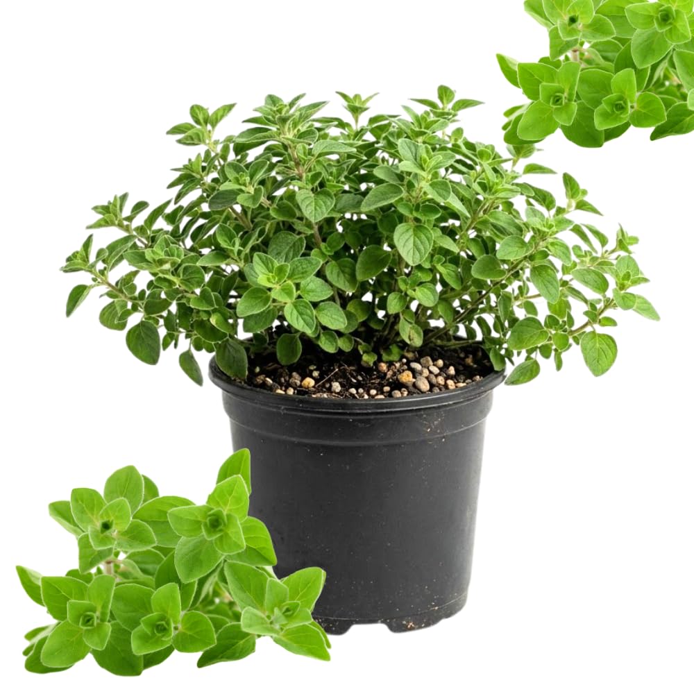 Oregano Herb Live Plant, Garden Herb Plant, 4-6 Inch Tall, 3.5 Inch Pot