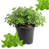 Oregano Herb Live Plant, Garden Herb Plant, 4-6 Inch Tall, 3.5 Inch Pot