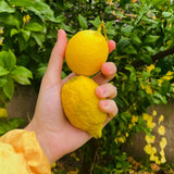 Meyer Lemon Tree Plant Live, Citrus Fruit Tree, 2 Ft Tall, 1 Gallon Pot